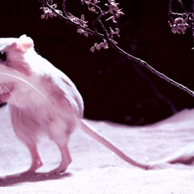 Mouse in the Living Desert