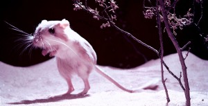 Mouse in the Living Desert