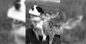 The Wetback Hound