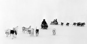 White Wilderness