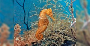 Mysteries of the Deep