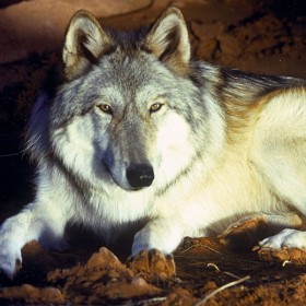 Wolf in Disney's Legend of Lobo