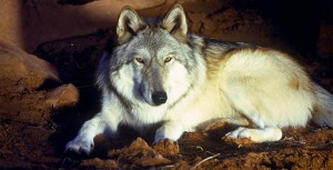 Wolf in Disney's Legend of Lobo