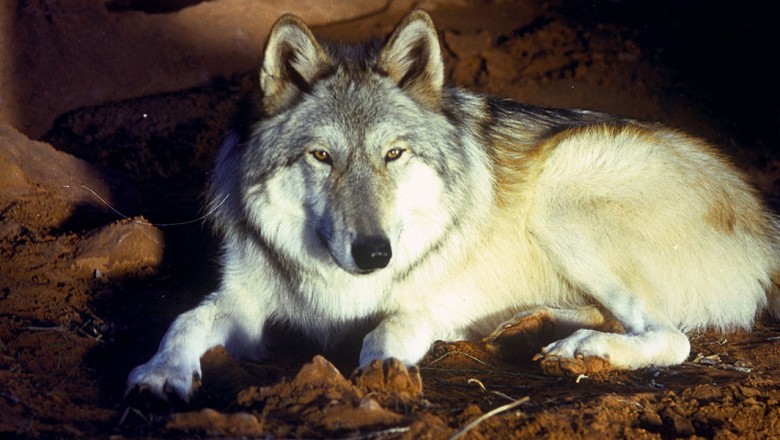 Wolf in Disney's Legend of Lobo