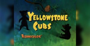 Yellowstone Cubs