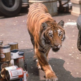 A Tiger Walks  Disney Movies