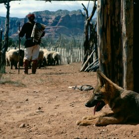 Concho, the Coyote Who Wasn't