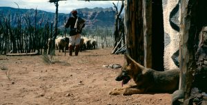 Concho, the Coyote Who Wasn't
