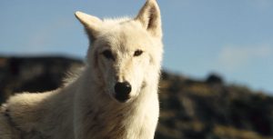 Never Cry Wolf