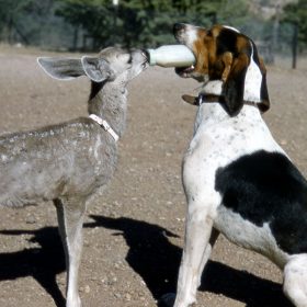 The Wetback Hound