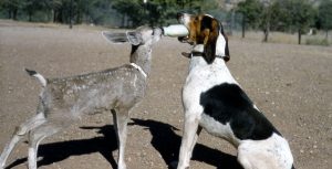 The Wetback Hound