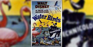 Water Birds