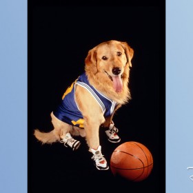 photo of golden retriever in basketball shoes and jersey with a basketball
