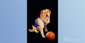 photo of golden retriever in basketball shoes and jersey with a basketball