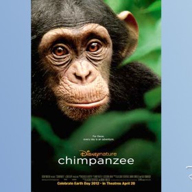 poster for documentary Chimpanzee