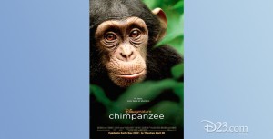 poster for documentary Chimpanzee