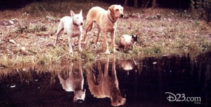 Bodger, Luath and Tao from the Disney film The Incredible Journey