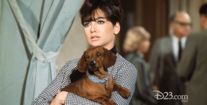 A dachshund puppy and Fran from The Ugly Dachshund