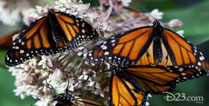 Butterflies on a plant