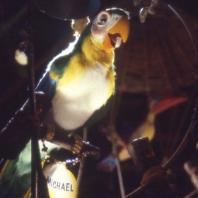 photo of bright green, yellow, and cream colored parrot