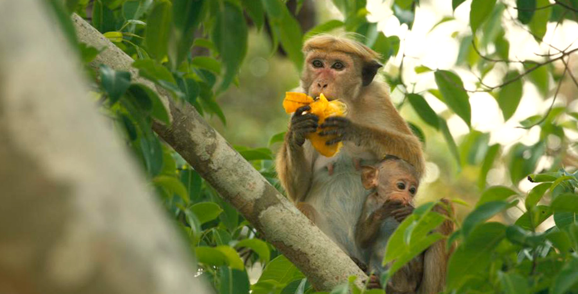 photo of two Monkeys Eating in Tree