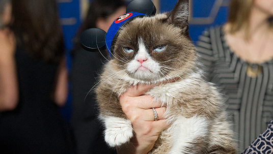 Grumpy Cat at the Cinderella Premiere