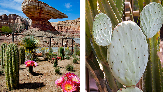 side-by-side photos of various cacti including one flat-faced cacus having three oval segments reminiscent of Mickey Mouse