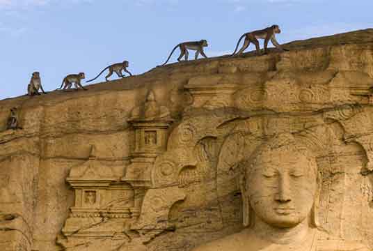 Maya’s extended family of toque macaque monkeys climbs one of the beautiful Buddhist ruins near their Castle Rock home in Sri Lanka.