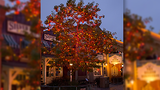 During Halloween Time, the Halloween Tree is decked out with glowing lights and hand-painted jack o’ lanterns.