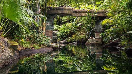 The forest canopy in Jungle Cruise.