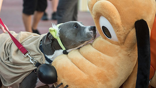 101 dogs visit Magic Kingdom Park