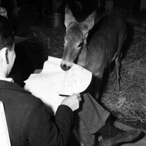 Walt Disney Studio Animators using a live deer to create drawings for animation