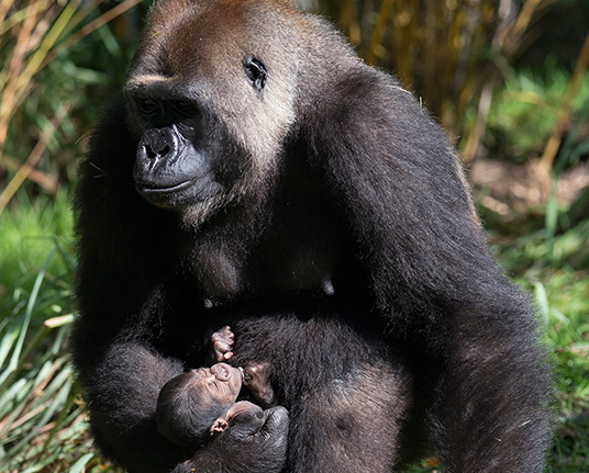 Disney's Animal Kingdom's newest resident, a baby gorilla born to mother Azizi and father Gino