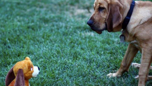 Photo of a D23 Member dog and Pluto doll
