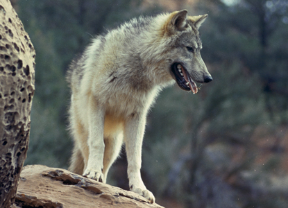 Wolf in Disney film Legend of Lobo