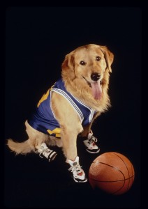 photo of golden retriever in basketball shoes and jersey with a basketball