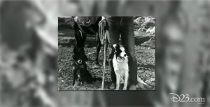 Arizona Sheepdog Featurette