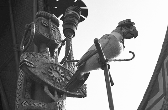 photo of audio-animatronic bird known as The Barker Bird from Walt Disney's Enchanted Tiki Room at Disneyland