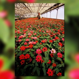 Greenhouse Tours Guided walking tour in The Land at Epcot