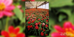 Greenhouse Tours Guided walking tour in The Land at Epcot