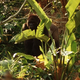 Photo from Pangani Forest Exploration