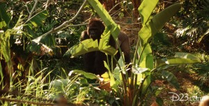 Photo from Pangani Forest Exploration