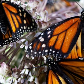 Photo of butterflies in Disney's Wings of Life film