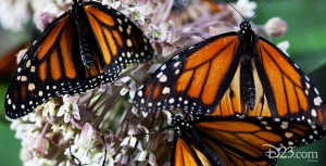 Photo of butterflies in Disney's Wings of Life film