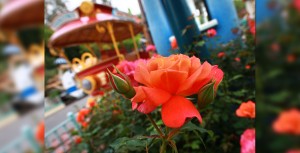 Disneyland rose