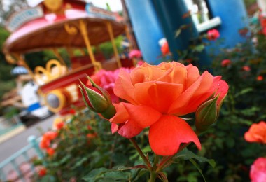 Disneyland rose