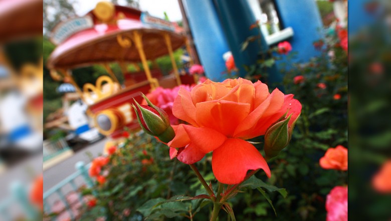 Disneyland rose