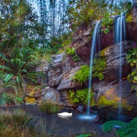 The Oasis at Disney's Animal Kingdom