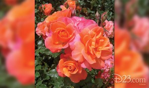 You’ve Never Seen a Flower like the Disneyland Rose - D23