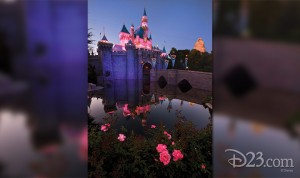 Sleeping Beauty Castle and Disneyland rose